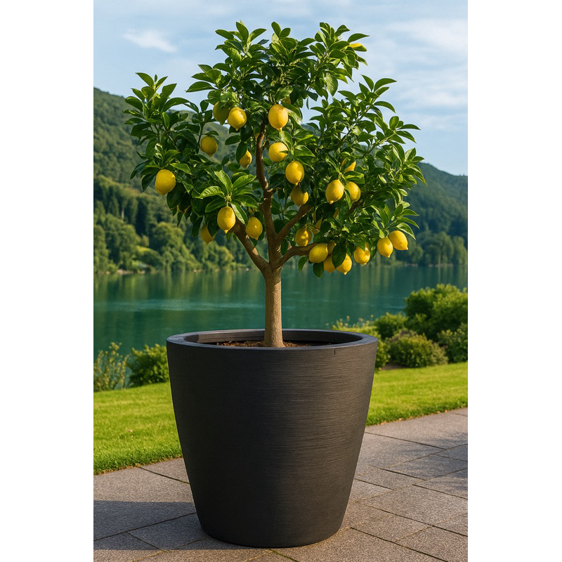 Vaso Para Planta Bojo Grande 64x76x47 Polietileno / Vaso para frutífera, Jabuticaba, Mangueira, Pitangueira, Laranjeira…