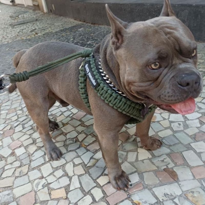 Coleira Peitoral Artesanal Para American Bully | Shopee Brasil