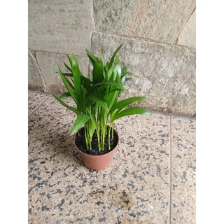 planta palmeira areca bambu da sorte 27cm com vaso P11