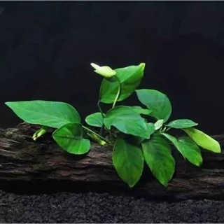 Planta Aquática Anubia Nana 1 Muda Low Tech