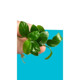 Enfeite para aquario (anubîa nana)
