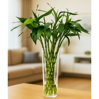 Bambu Desidratado Decoração na Black Friday 2025 | BuscaProdutos