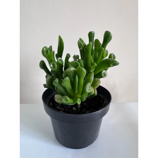 O que é Suculenta Orelha de Shrek Gosta de Sol? Guia e Onde Comprar | BuscaProdutos