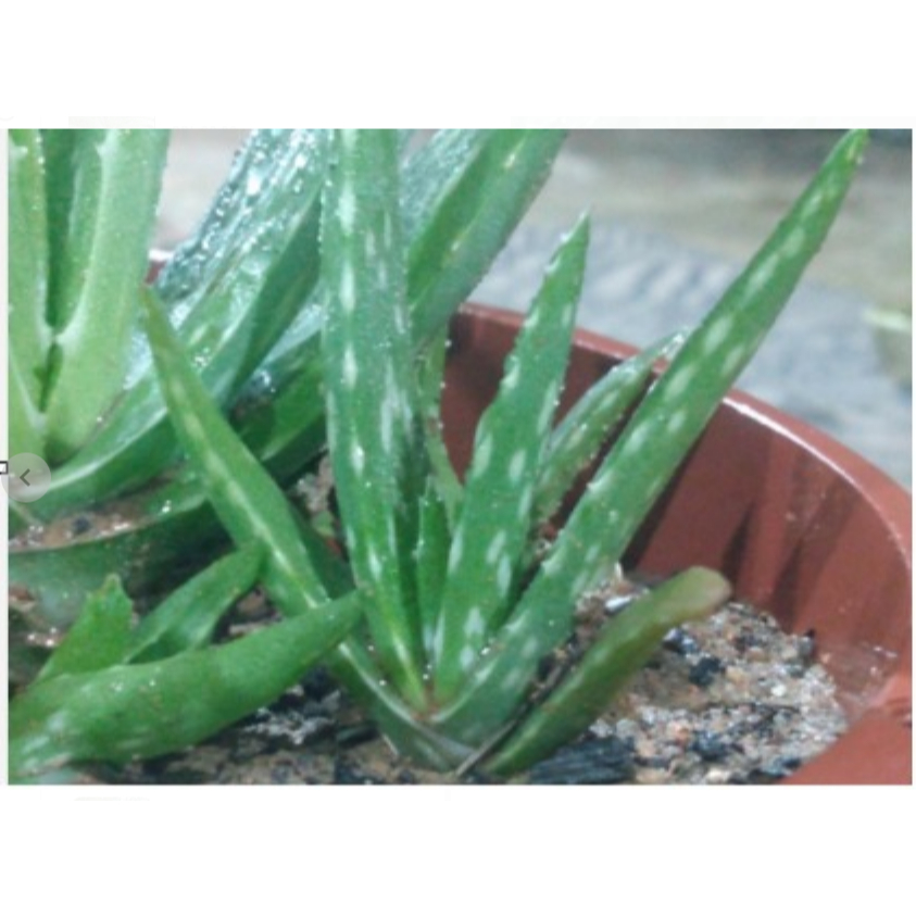BABOSA ALOE VERA PLANTA MUDA BABOSA ENSACADA 10cm | Shopee Brasil