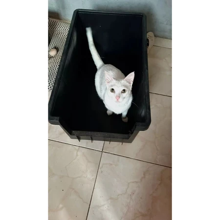 Caixa De Areia P/ Gato Pet Plástica 61 Litros Grande Resistente Organizadora Com Abertura Frontal V
