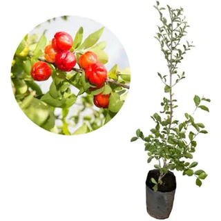 Muda de Acerola Gigante Precoce (Produz Rápido)