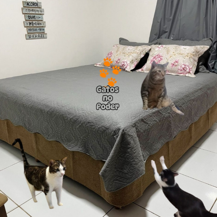 Arranhador protetor para Cama box contra arranhões de gatos