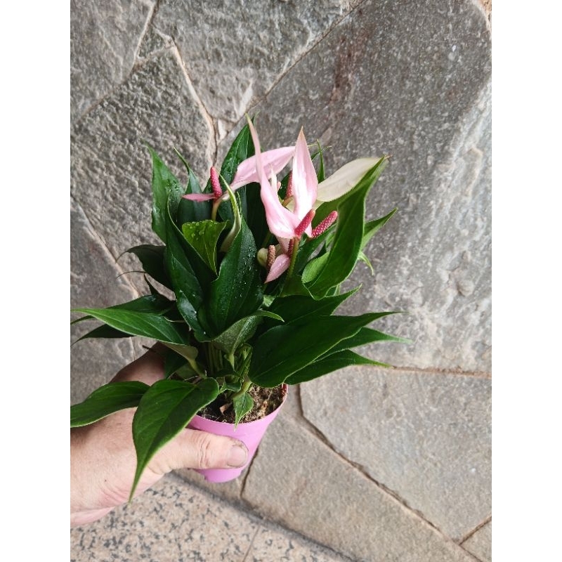 anturio lily 25cm 1uni com vaso