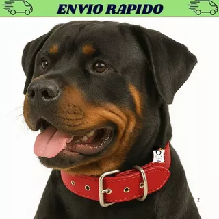 Coleira Cães Cachorro Pitbull Rottweiler Boxer - Pet Grande Porte s/ Cravo Larga