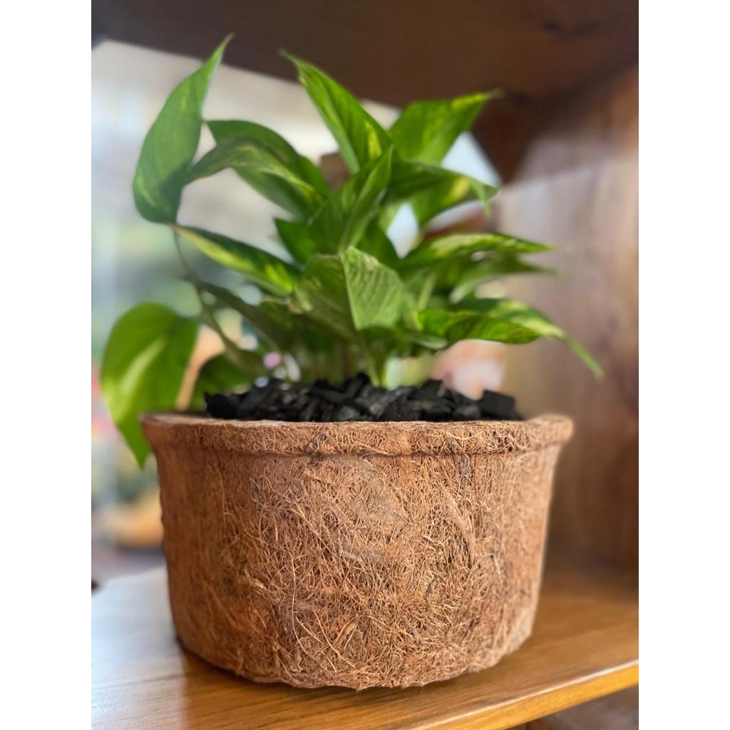 VASO FIBRA DE COCO GRANDE 30X16 CM | Shopee Brasil