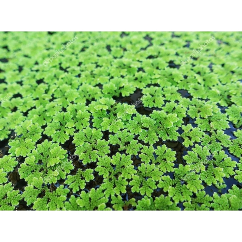 Planta Azolla Caroliniana de superficie para Aquários/ Lagos