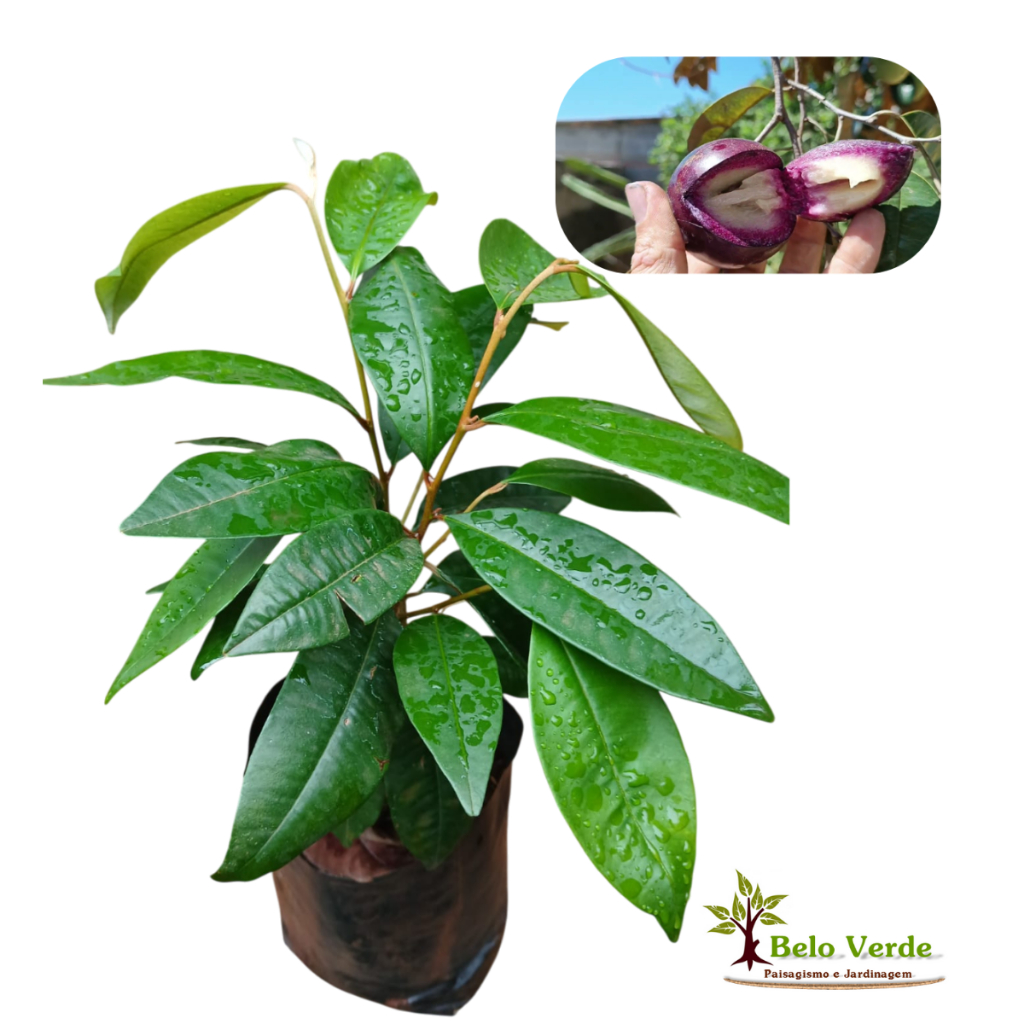 Muda De Camito Roxo, Abiu Roxo, abiurana-roxa Fruta Exótica | Shopee Brasil