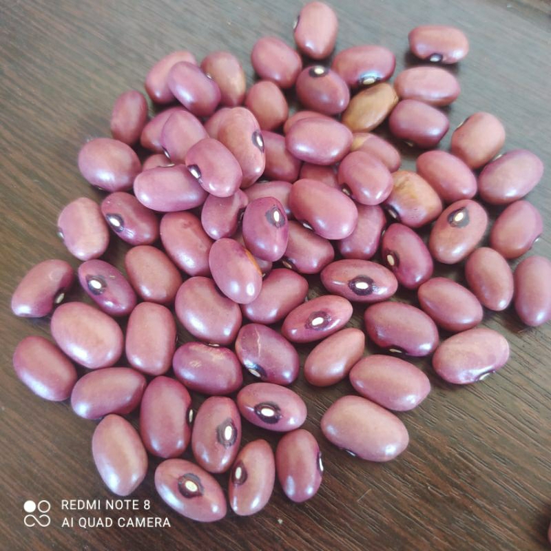 150 SEMENTE DE FEIJÃO ROXINHO ORGÂNICO PARA PLANTAR | Shopee Brasil