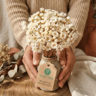 Sempre Viva para Decoração – Buquê Premium de Flores Secas Tipo 1 Extra (NÃO ACOMPANHA VASO)