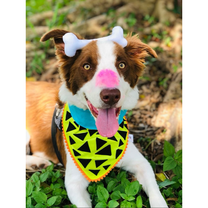 Kit Fantasia Pedrita Pet Bandana + Tiara – Carnaval Pet para Cachorro e ...