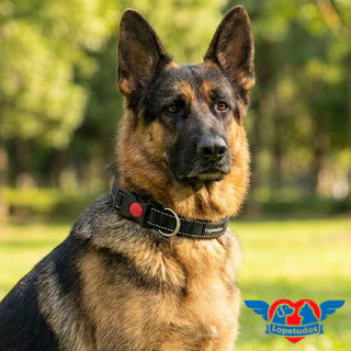 Coleira Pet Lopetudos Steadfast1, GG, Preto, LP-CLSF-GGBK em Oferta na Shopee
