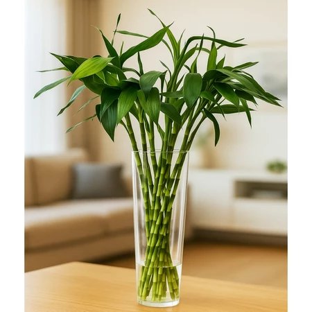 Kit com até 10 Unidades Decorativas tipo bambu da sorte - ideal para decoração de ambientes