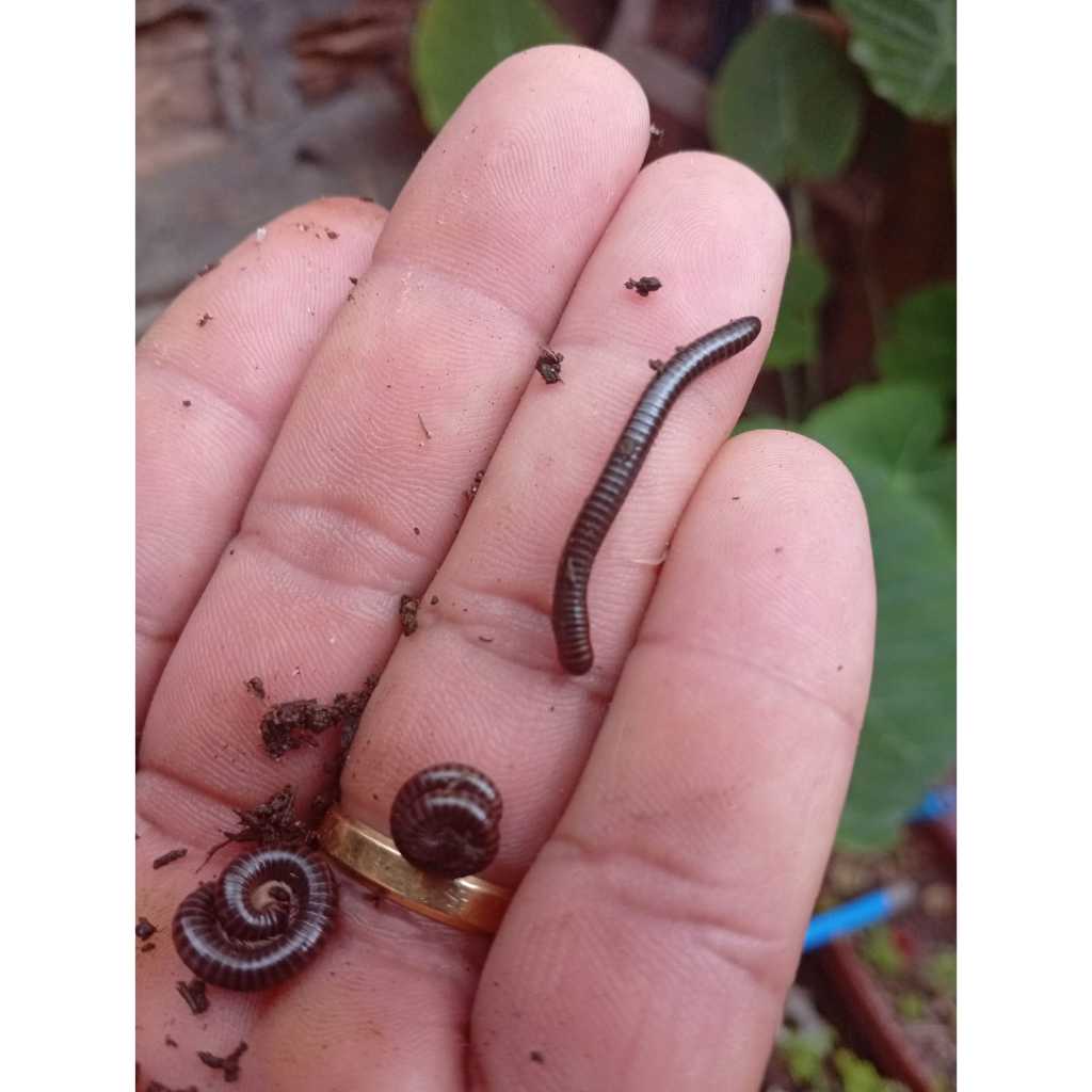100 GONGOLOS EMBRAPA , PIOLHO DE COBRA, EMBUA DE 1 A 3CM | Shopee Brasil