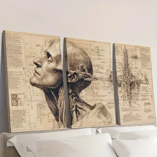 Kit 3 Peças Quadros Decorativos Anatomia Humana Vintage Consultório Clínica Quarto Placa MDF Luxo