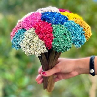 Sempre vivas - 750 unidades - COLORIDAS em Oferta na Shopee