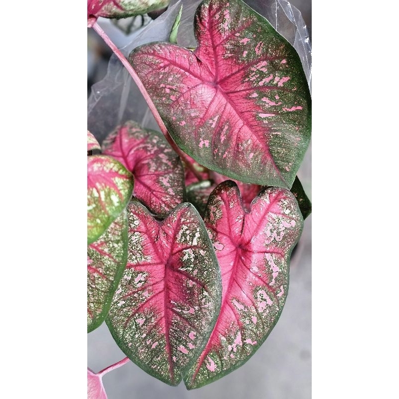 Bulbo Muda Caladium Tinhorão Rhapsody | Shopee Brasil