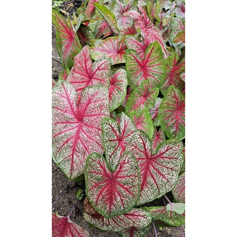 Muda (Bulbo) Caladium Bicolor
