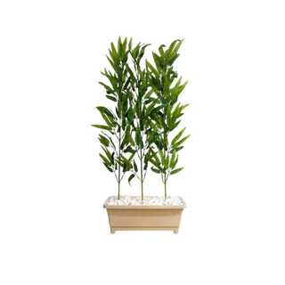 Bambu Com Vaso Jardineira