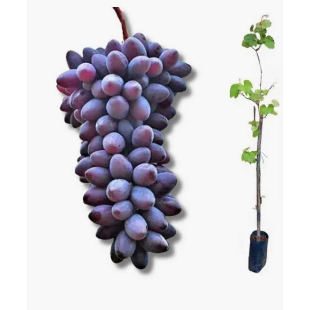 Muda de Uva Ísis Enxertada Sem Semente 30 a 70 cm Frutífera | Shopee Brasil
