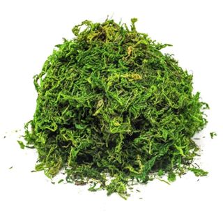 Musgo Verde Desidratada Decoração Arranjo Flores Artificiais em Oferta na Shopee