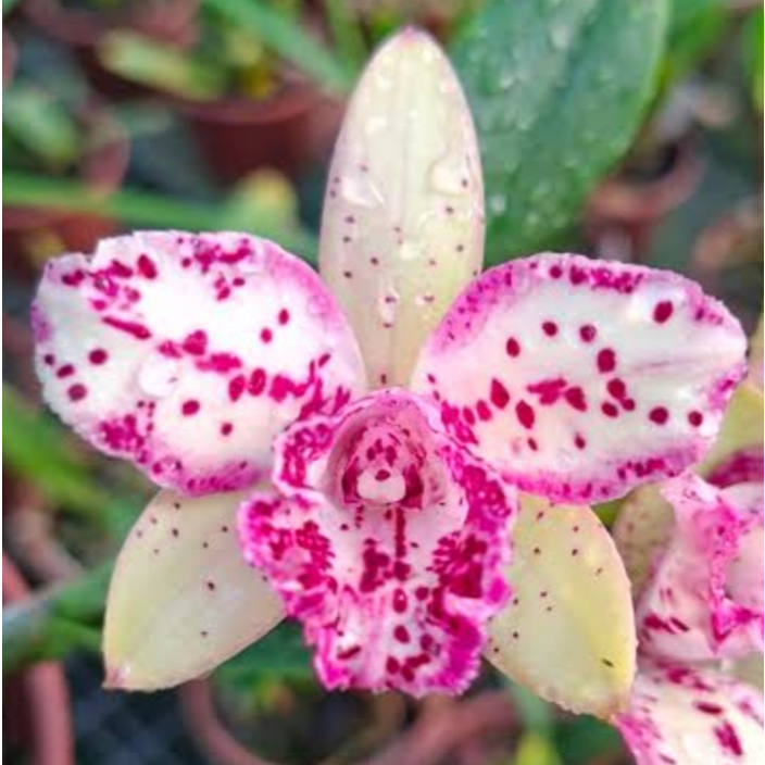 Orquídea Cattleya em Promoção na Shopee Brasil 2026