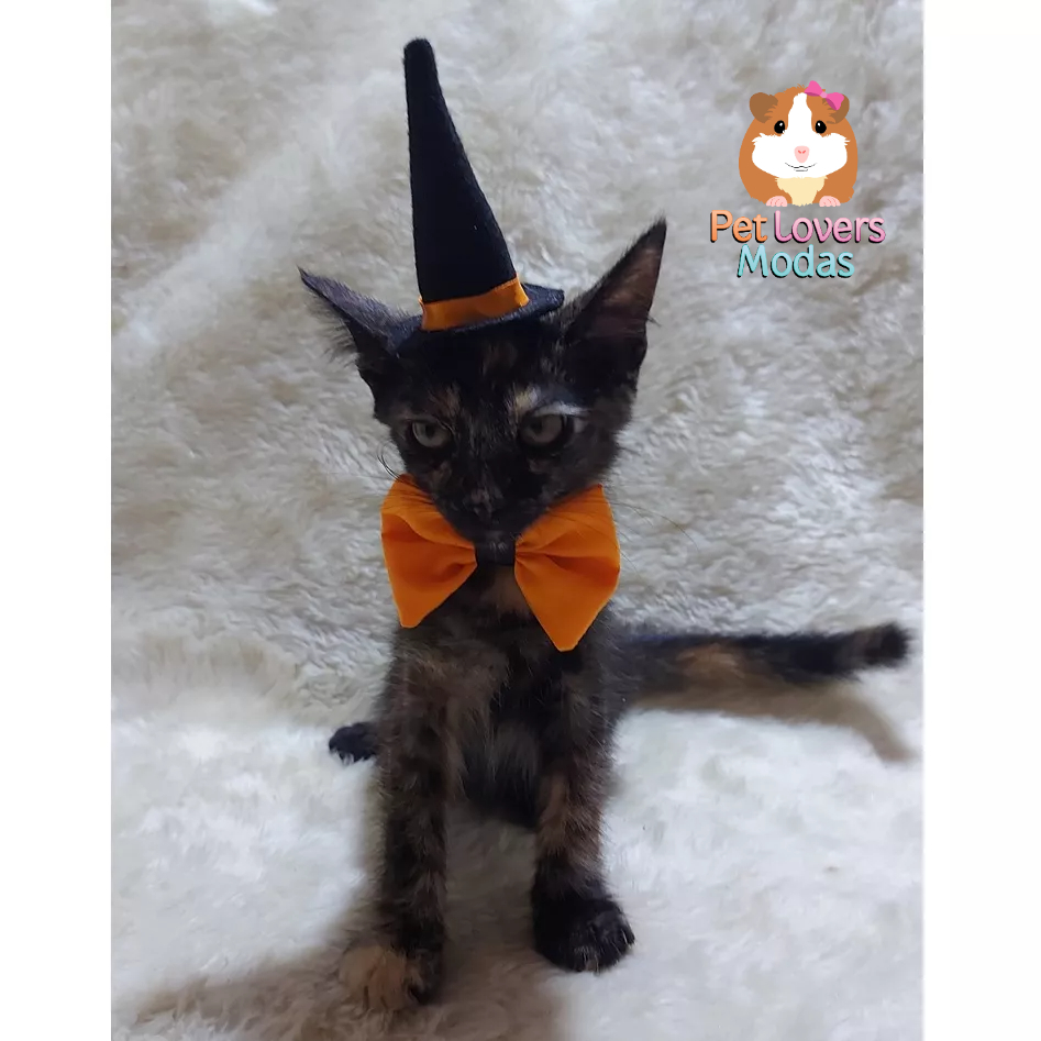 Chap U De Bruxa Pet Fantasia Halloween Para Filhote Gato E Cachorro Gravata Borboleta Shopee