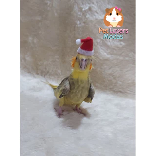 Gorro Natal Pet Papai Noel para aves Calopsita