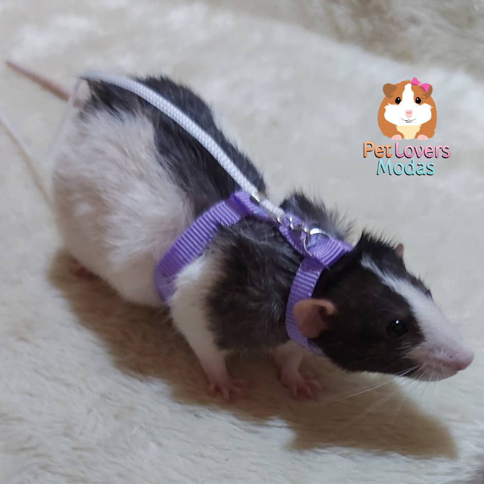 Coleira peitoral com guia passeio para rato twister Adulto
