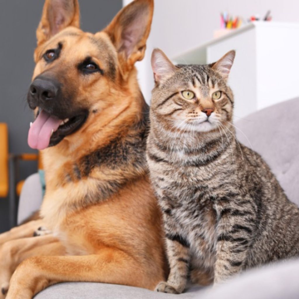 SHAMPOO E CONDICIONADOR MATT 6 EM 1 PARA CÃES E GATOS - PULGAS, CARRAPATOS,  PIOLHOS E SARNAS 500 ML - tupet rações