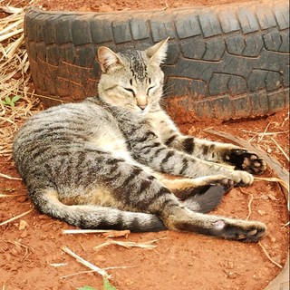 madanamps