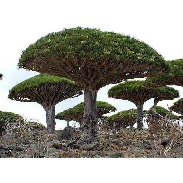 Sementes Sadias Árvore Sangue De Dragão Dracaena Draco Dragoeiro P ...