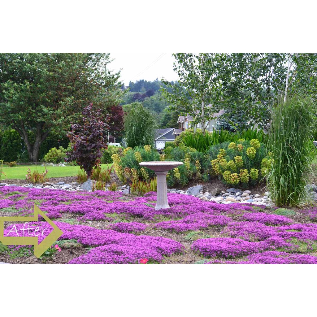 1000 Sementes Grama Roxa Aromática Tomilho Rasteiro | Shopee Brasil