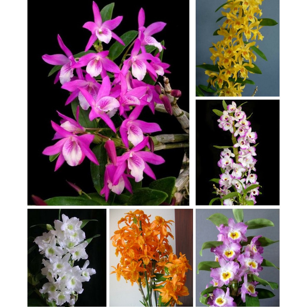 Kit De 200 Sementes Sadias De Orquídea Mini Dendrobium Sortidas