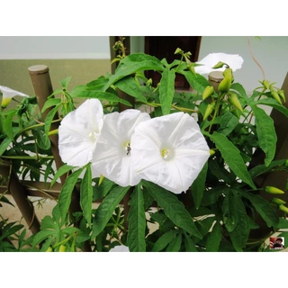 Flor De Madeira Cor Branca - Merremia Tuberosa - 350 Sementes Sadias