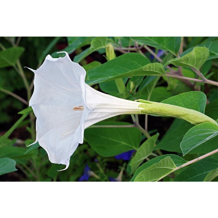 datura stramonium em Promoção na Shopee Brasil 2026