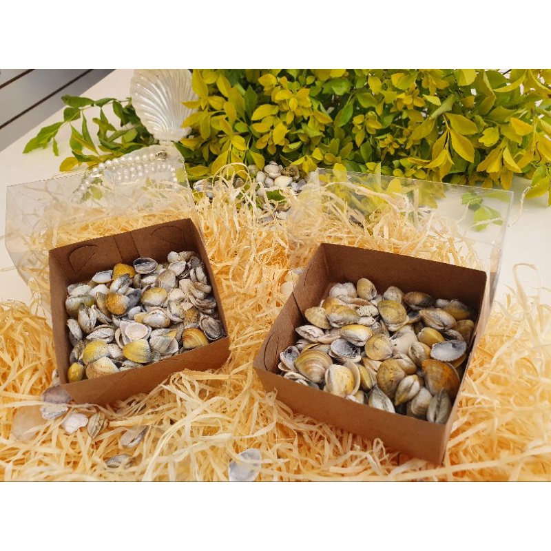 Mini conchas do mar. | Shopee Brasil