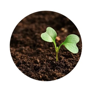 Terra Vegetal Adubada 40L Substrato Orgânico Para Plantas