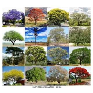 Sementes De Árvores Nativa Brasileira Para Reflorestamento Jacarandá Mulungu Canafístula Baraúna Jurema Preta Umbu Coco Licuri Braúna Tamarindo Aroeira Preta Olho de Pavão Cinamomo Tamburil Turco ou Espinho De Jerusalém Juazeiro Imburana Flamboyant Ver