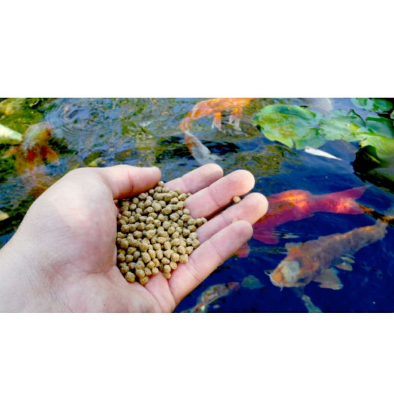 Cobrinha Kuhli Disponível . . . . #peixes #peixesdeaquarios #fish #francasp  #aquario #aquarioplantado #cobradagua #kinguio #freshaquarium #poytara, By Peixinho e Cia