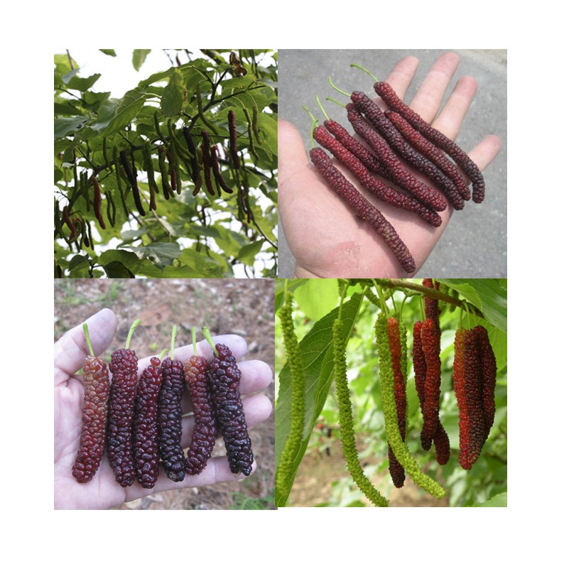 Sementes da Fruta Amora Pakistanesa Gigante Longa
