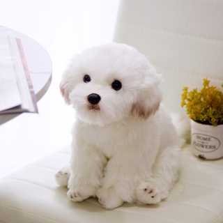 Bichon frise best sale soft toy