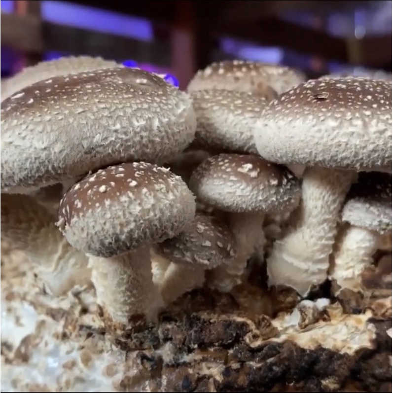 COMO FUNCIONA? PRODUÇÃO DE COGUMELOS SHITAKE EM BLOCOS 