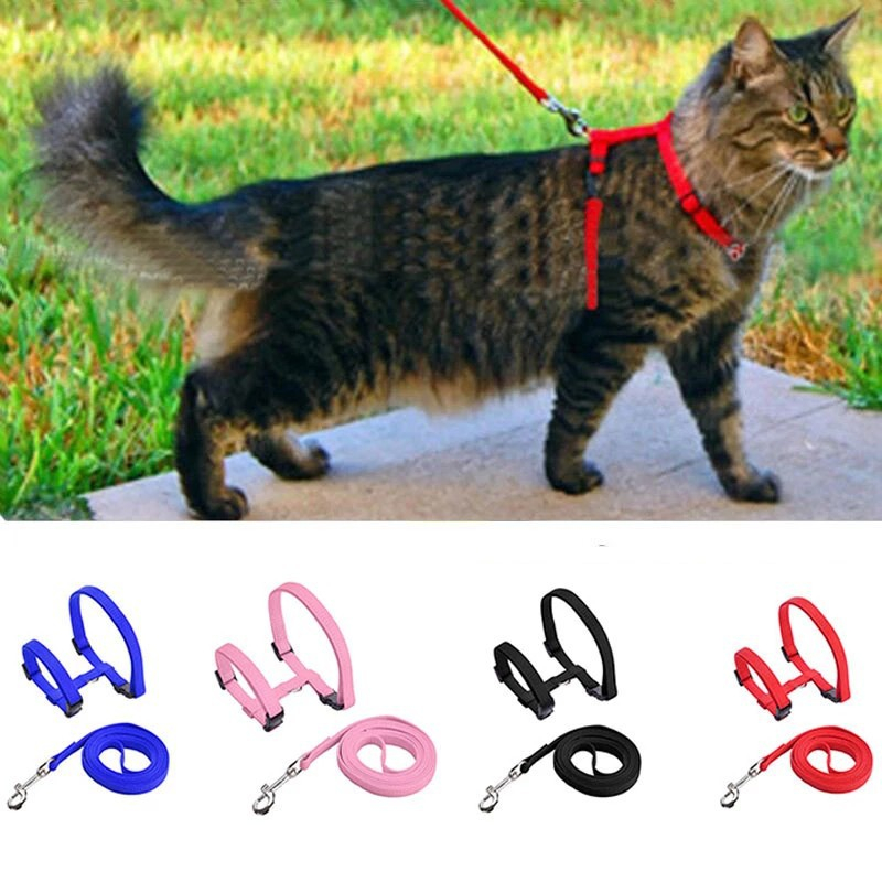 Coleira Para Gato Cachorro Pequeno Porte Com Guia