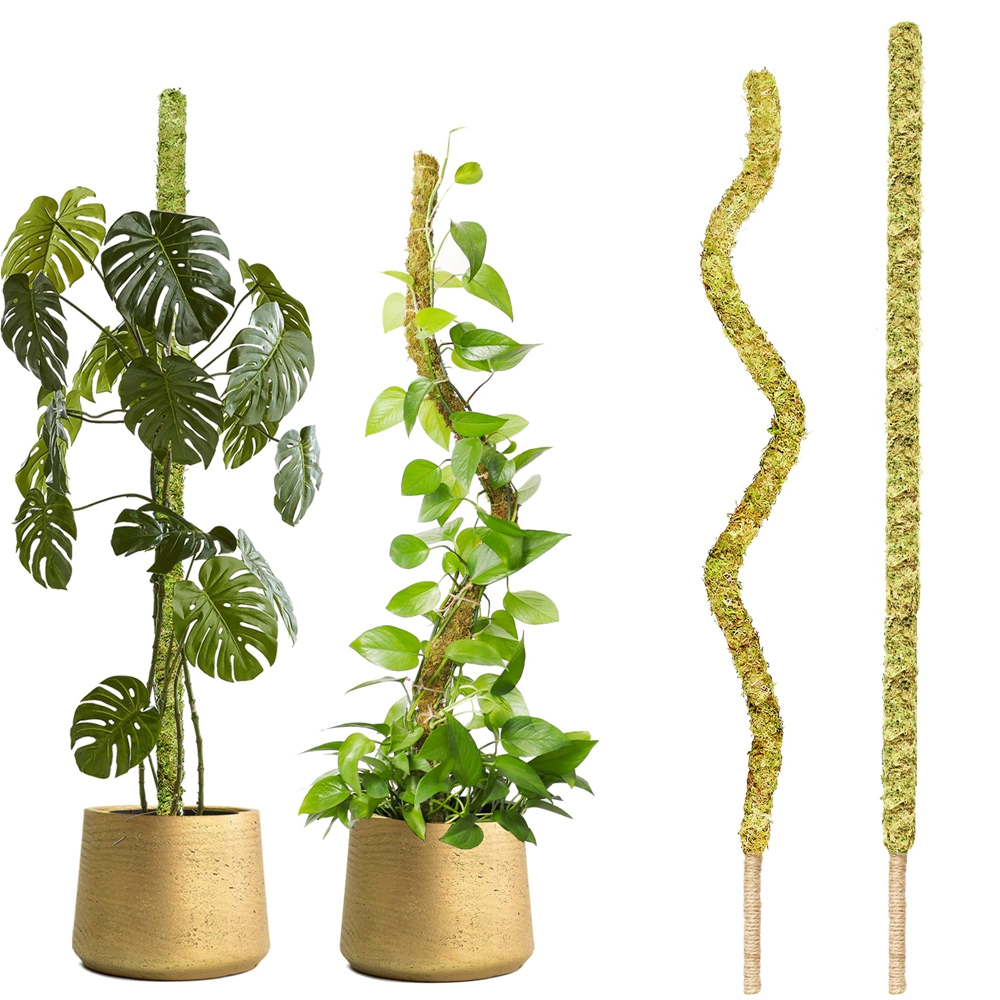 1PC Planta De Monstera De Pólo De Musgo Real Dobrável Trepadora De Plantas Verdes De Apoio Ao Bastão Coir lichen Moss Suporte Do De Bricolagem