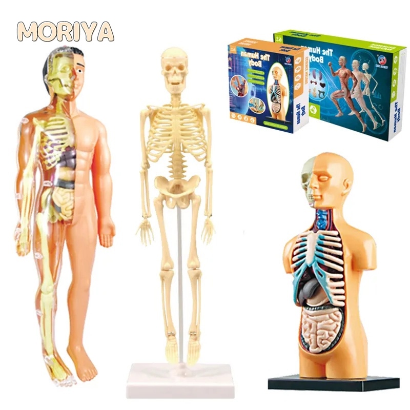 Kid Montessori 3d Anatomia Do Corpo Humano Modelo Educacional Aprendendo Organ Montado Brinquedo Ferramenta De Ensino Do Corpo Organ Para Crianças